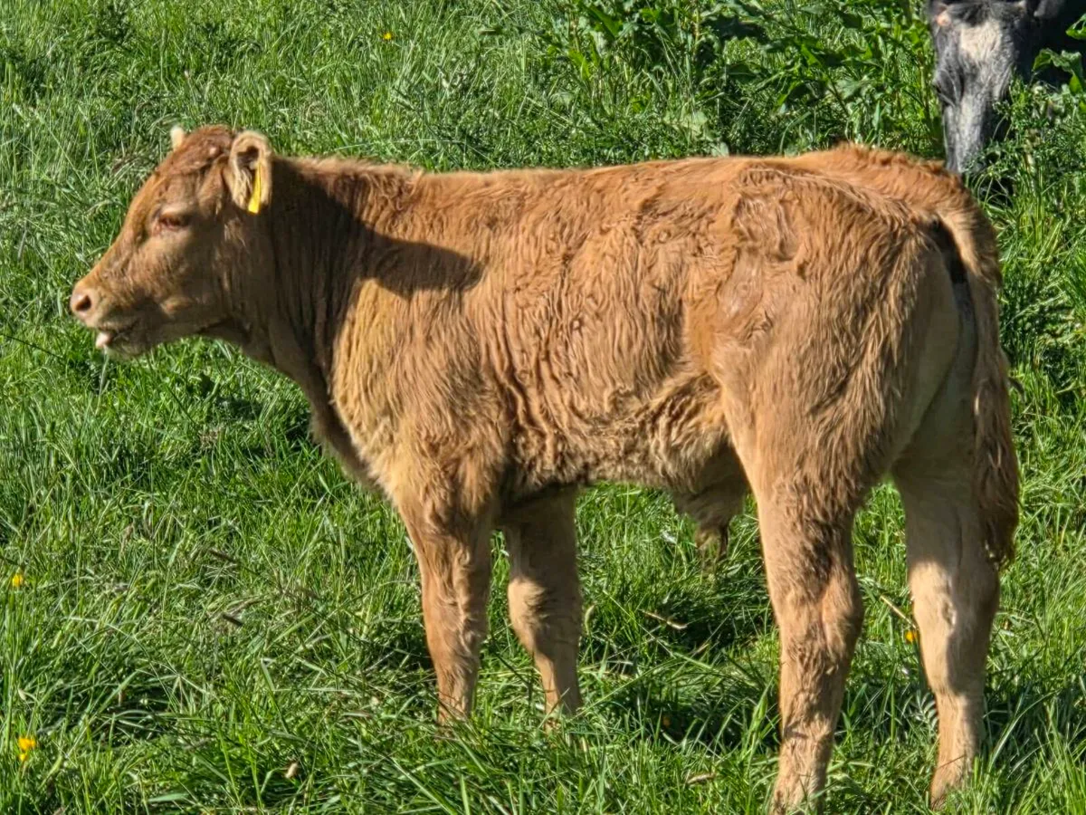 Organic LMX 1st calf Cow and Bull Calf - Image 2