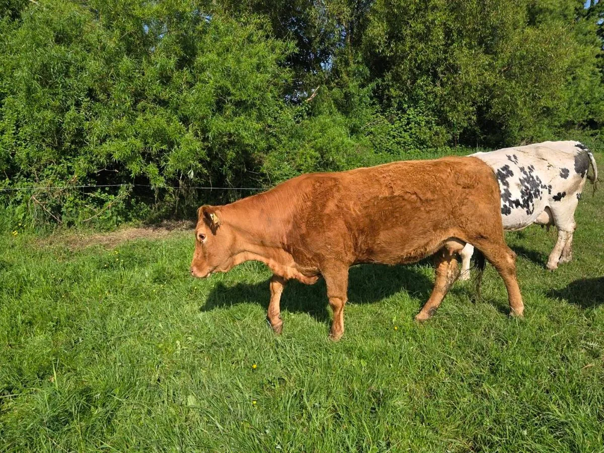 Organic LMX 1st calf Cow and Bull Calf - Image 3
