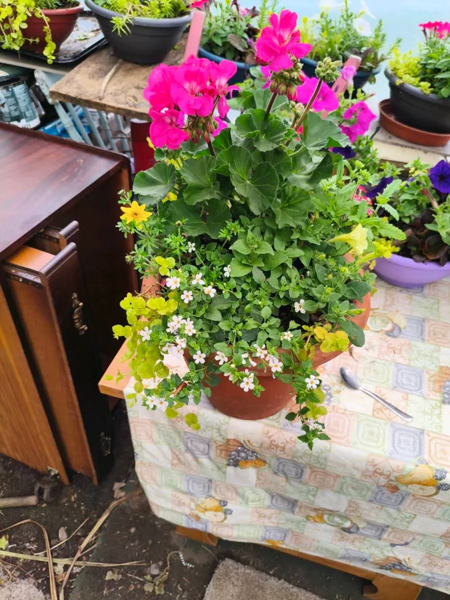 Beautiful pots one left 25 Euro full delivered - Image 1