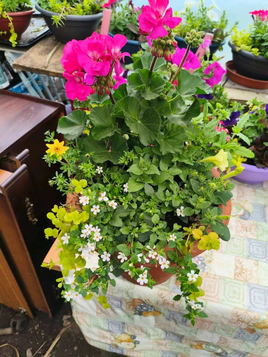 Beautiful pots one left 25 Euro full delivered - Image 2