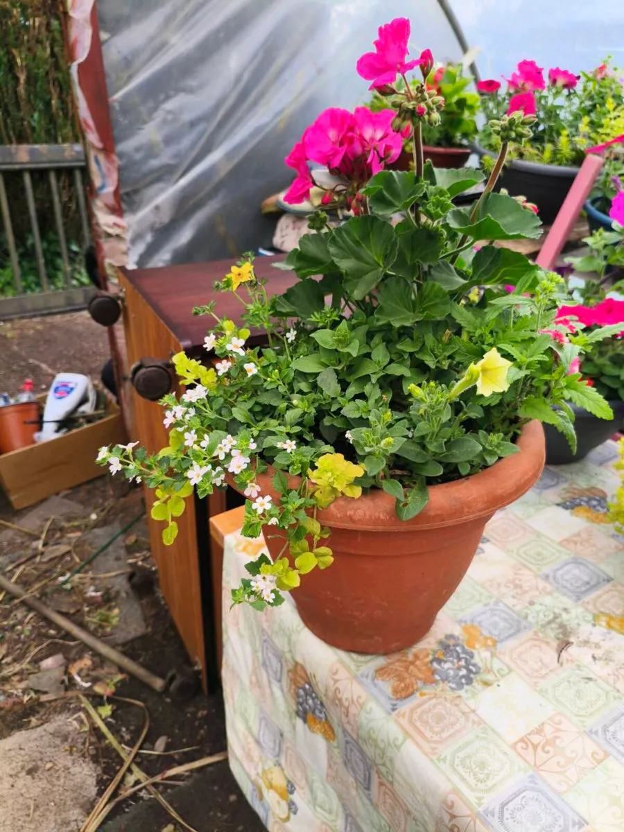 Beautiful pots one left 25 Euro full delivered - Image 3