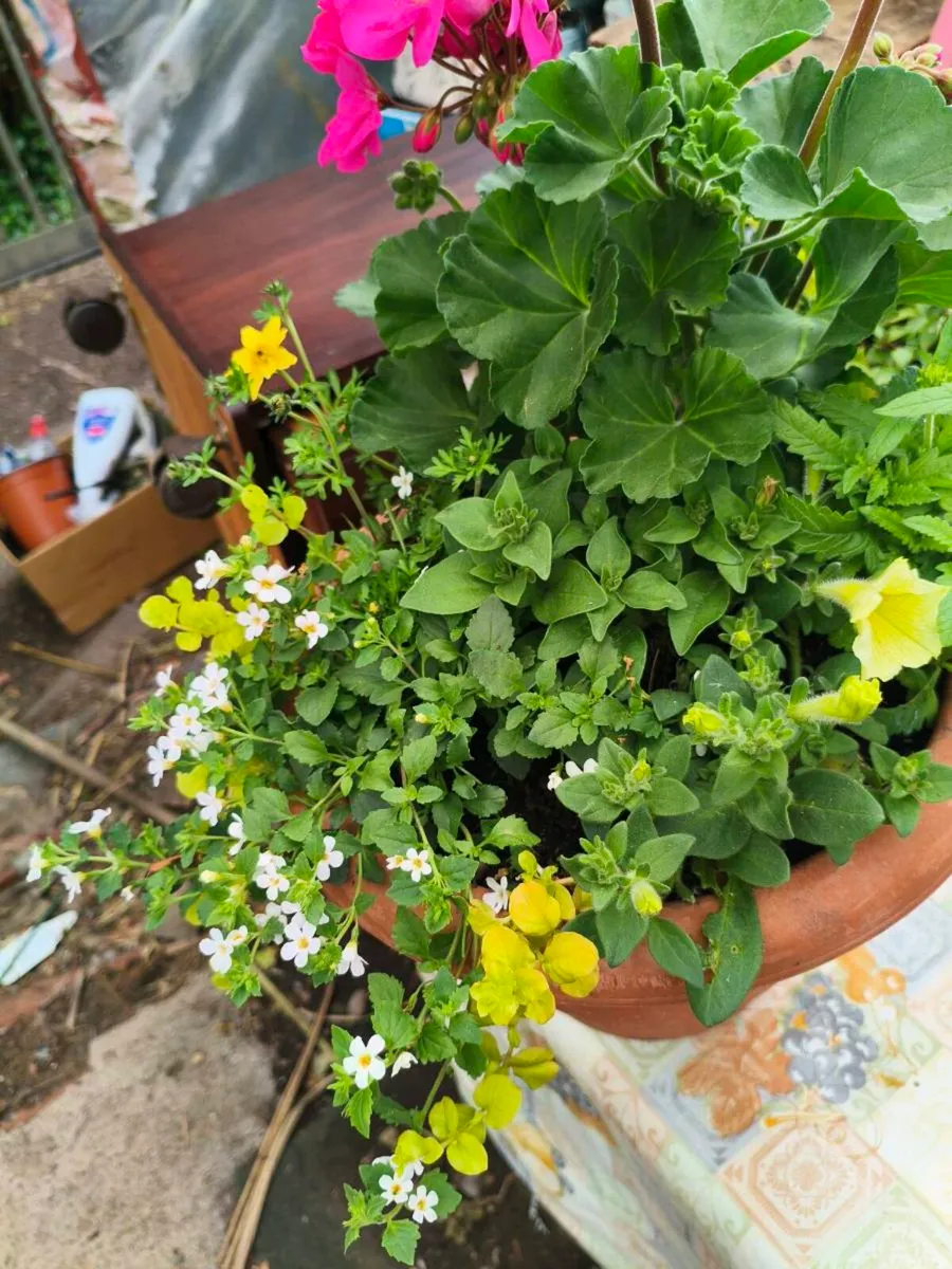 Beautiful pots one left 25 Euro full delivered - Image 4