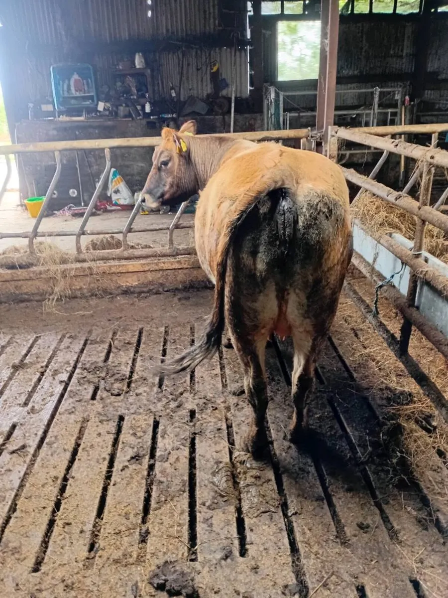 Cow - Image 3
