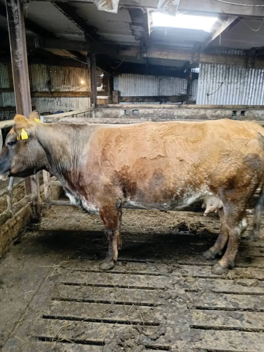 Cow - Image 4