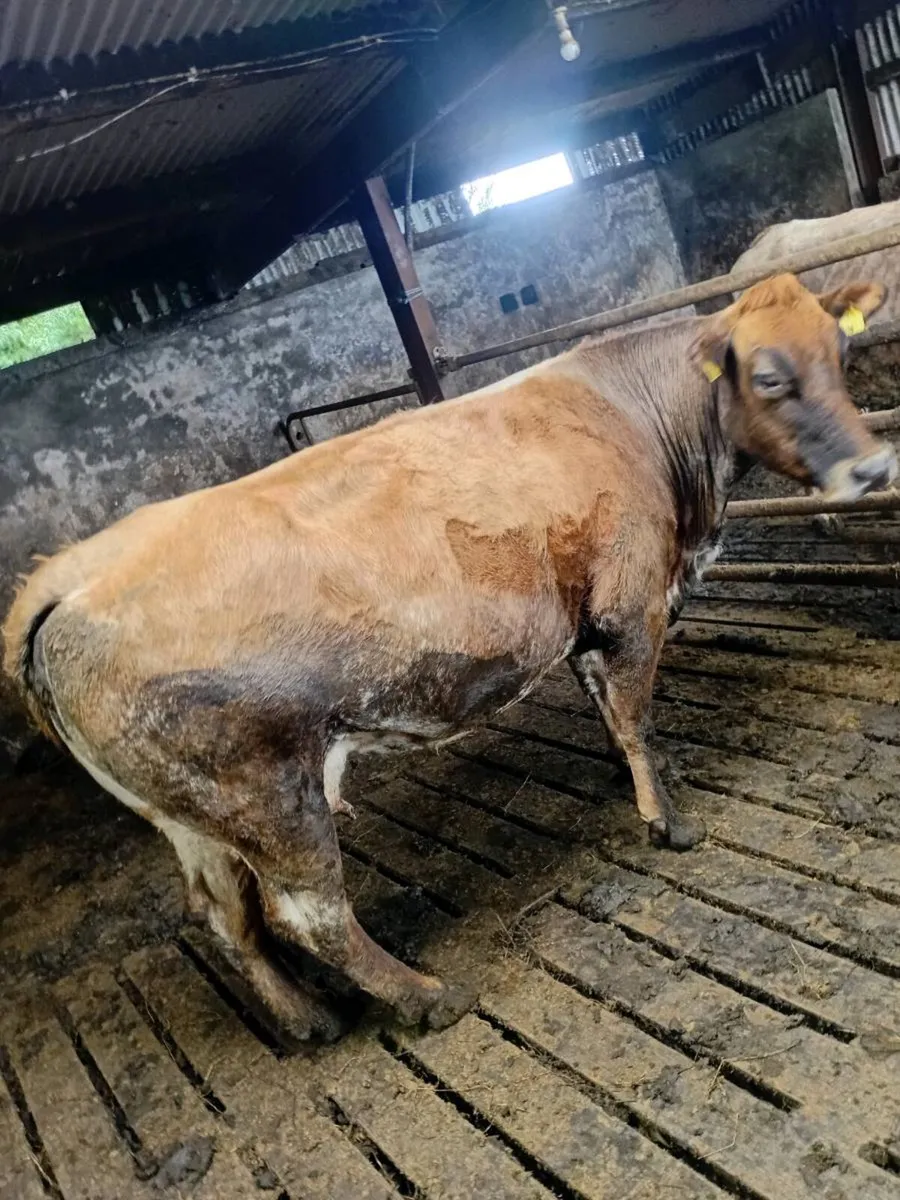Cow - Image 1
