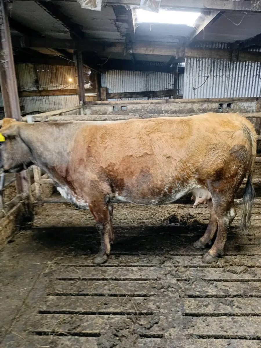 Cow - Image 2