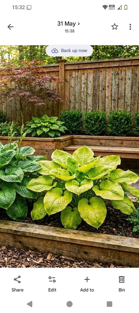 Giant Hosta Sum + Substance