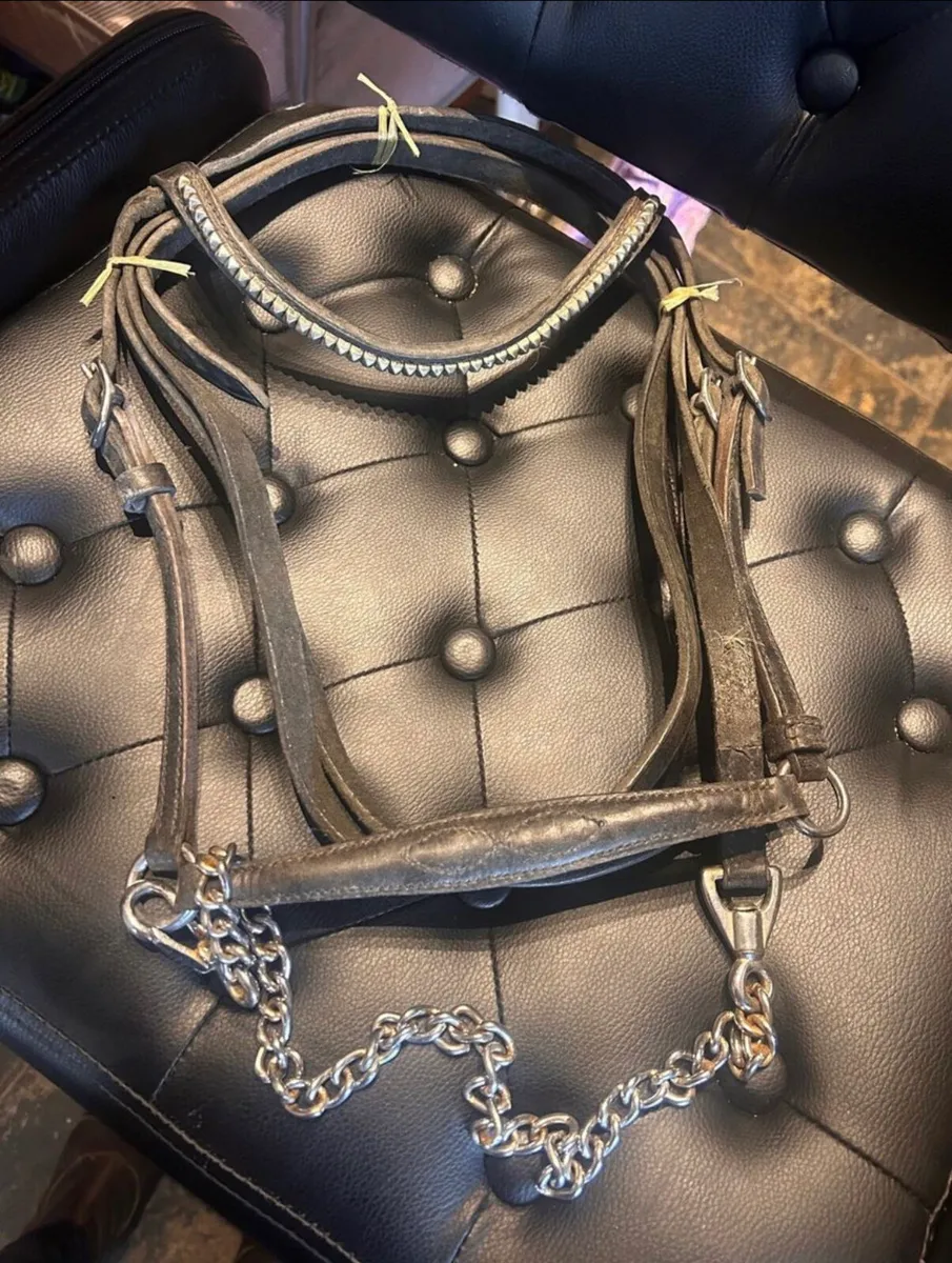 Shetland show bridle