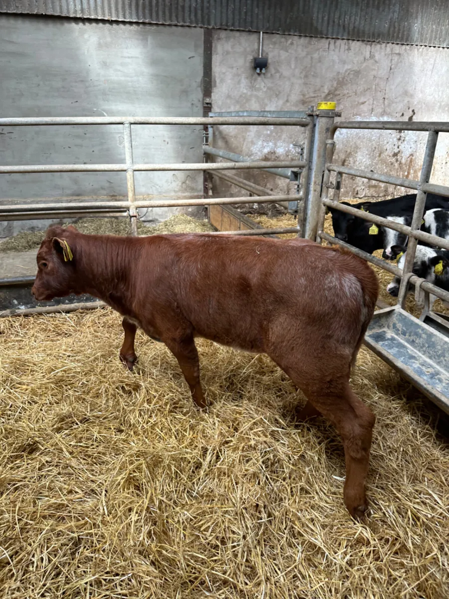 Lim heifers - Image 3