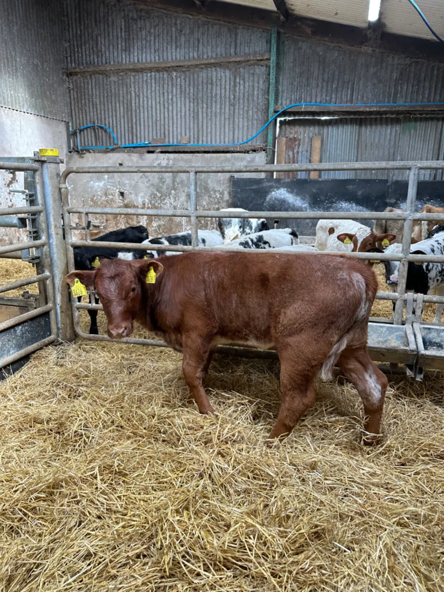 Lim heifers - Image 2