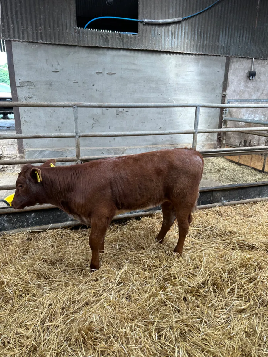 Lim heifers - Image 4