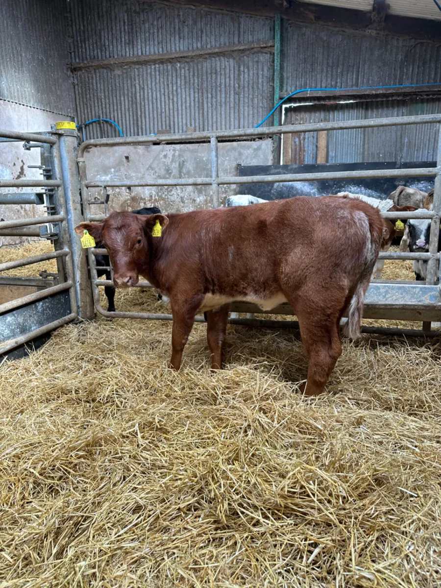 Lim heifers - Image 1