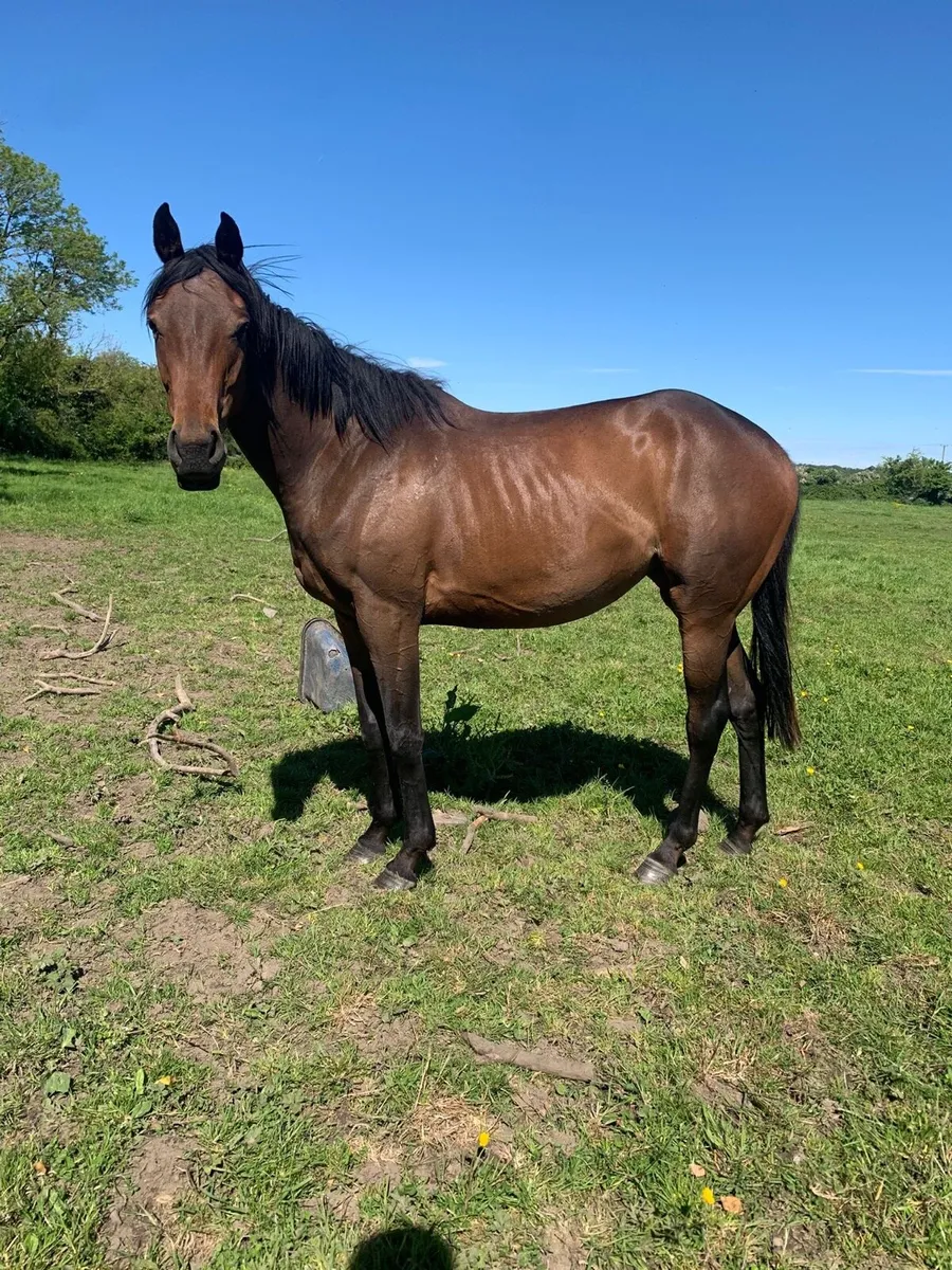 Unbroken 3yo TB bay filly - Image 1