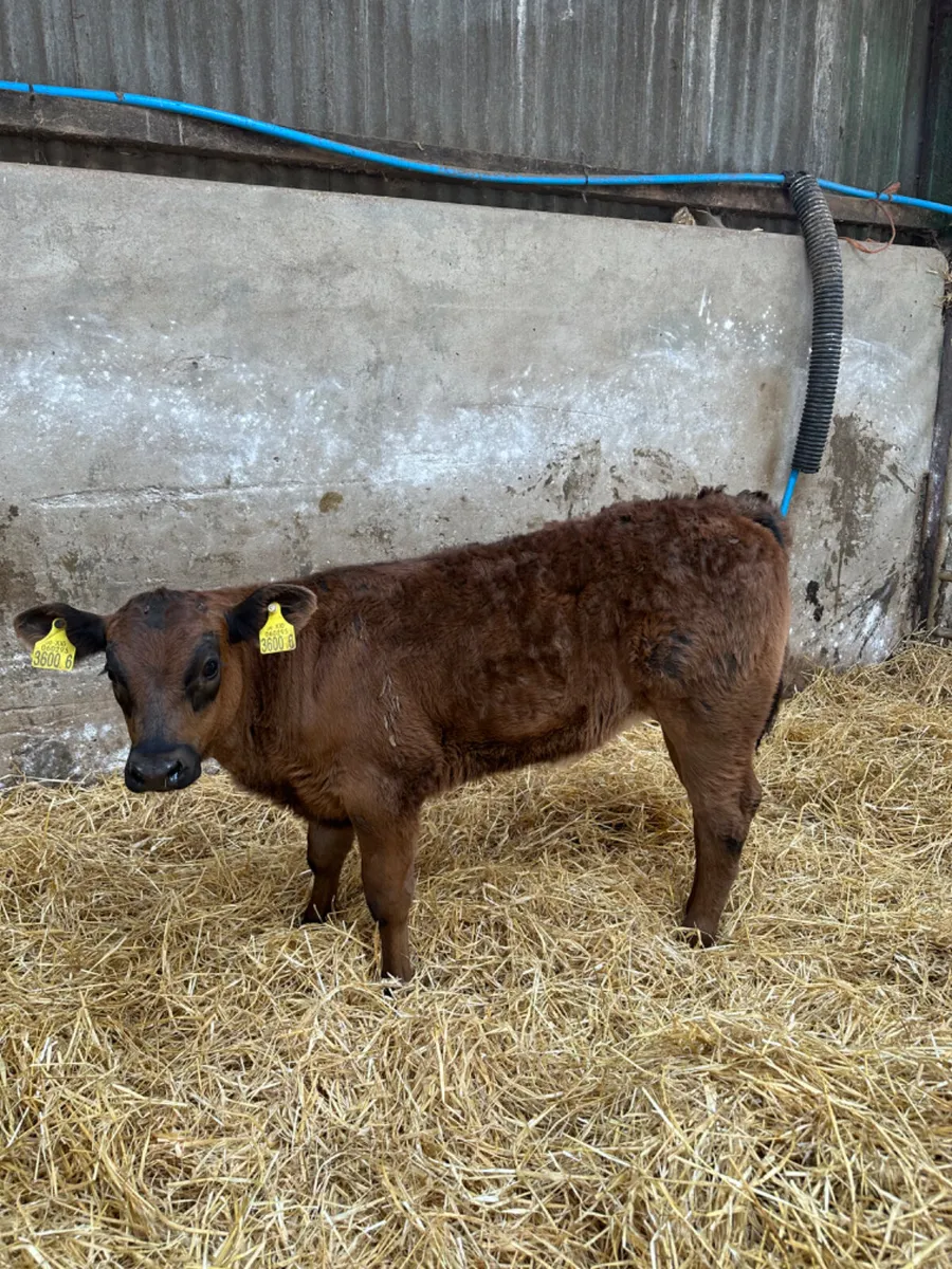 Lim heifer - Image 3