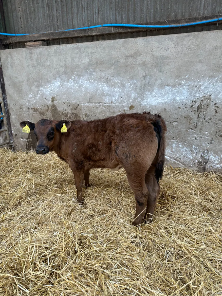 Lim heifer - Image 2