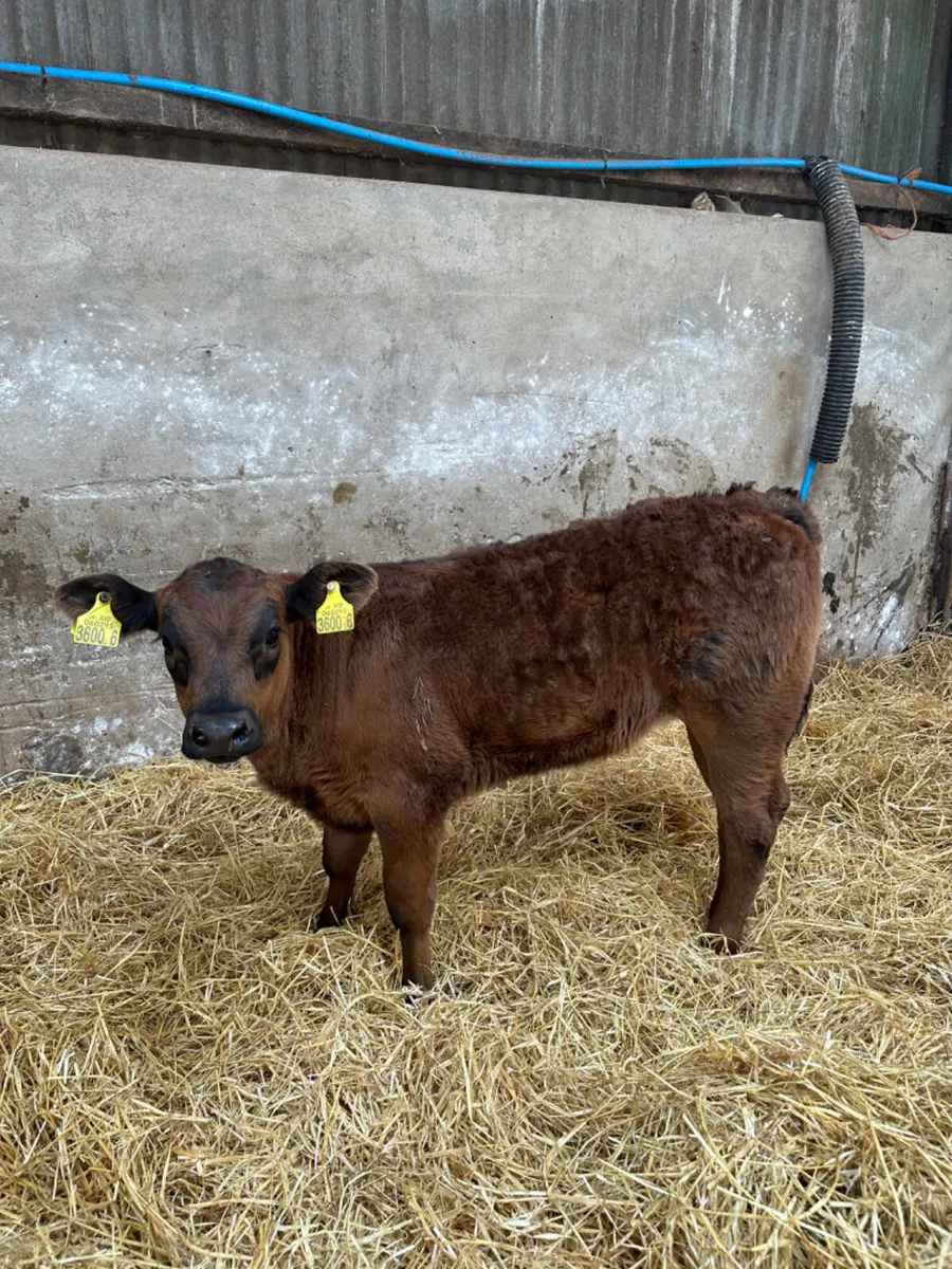 Lim heifer - Image 4