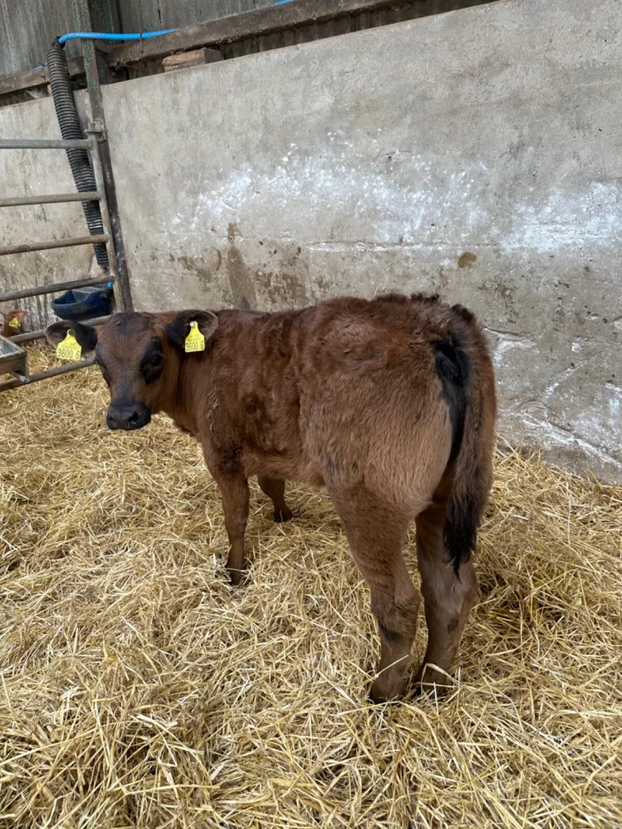 Lim heifer - Image 1