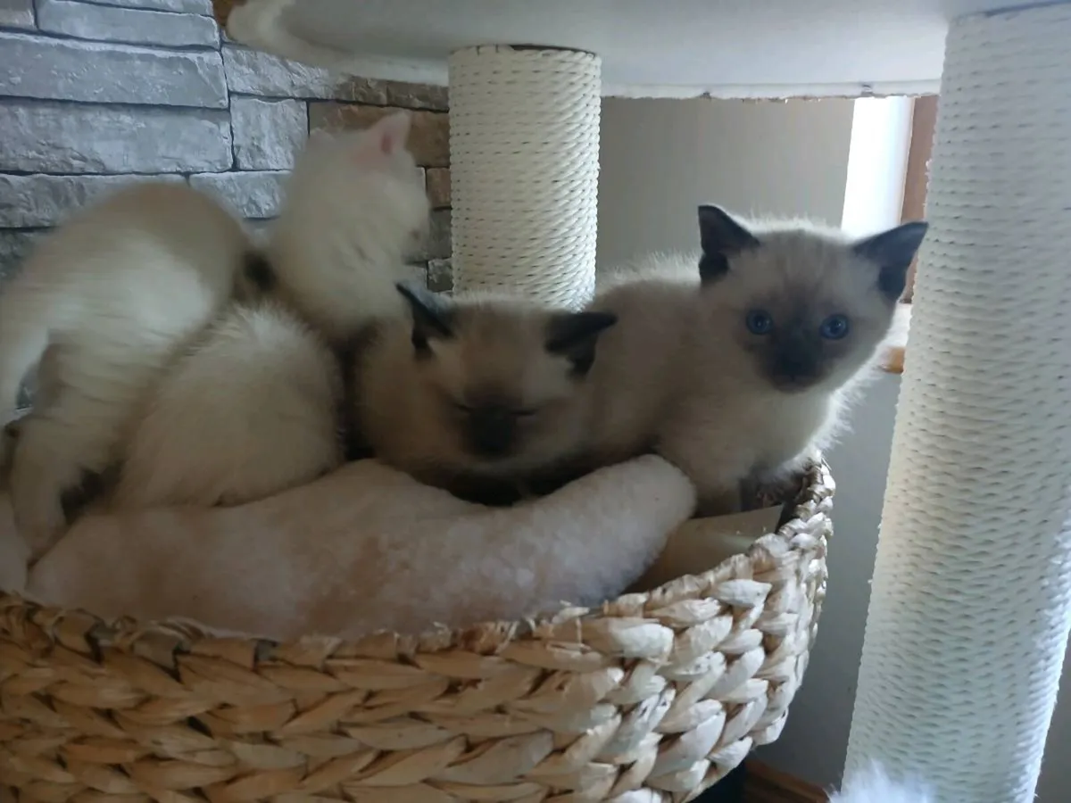 Scottish fold cross ragdoll - Image 3