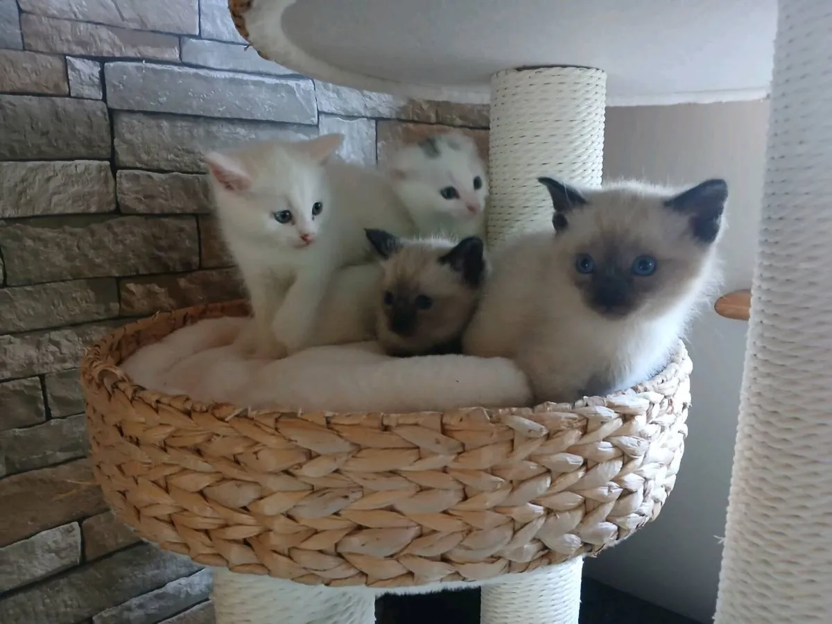 Scottish fold cross ragdoll - Image 2