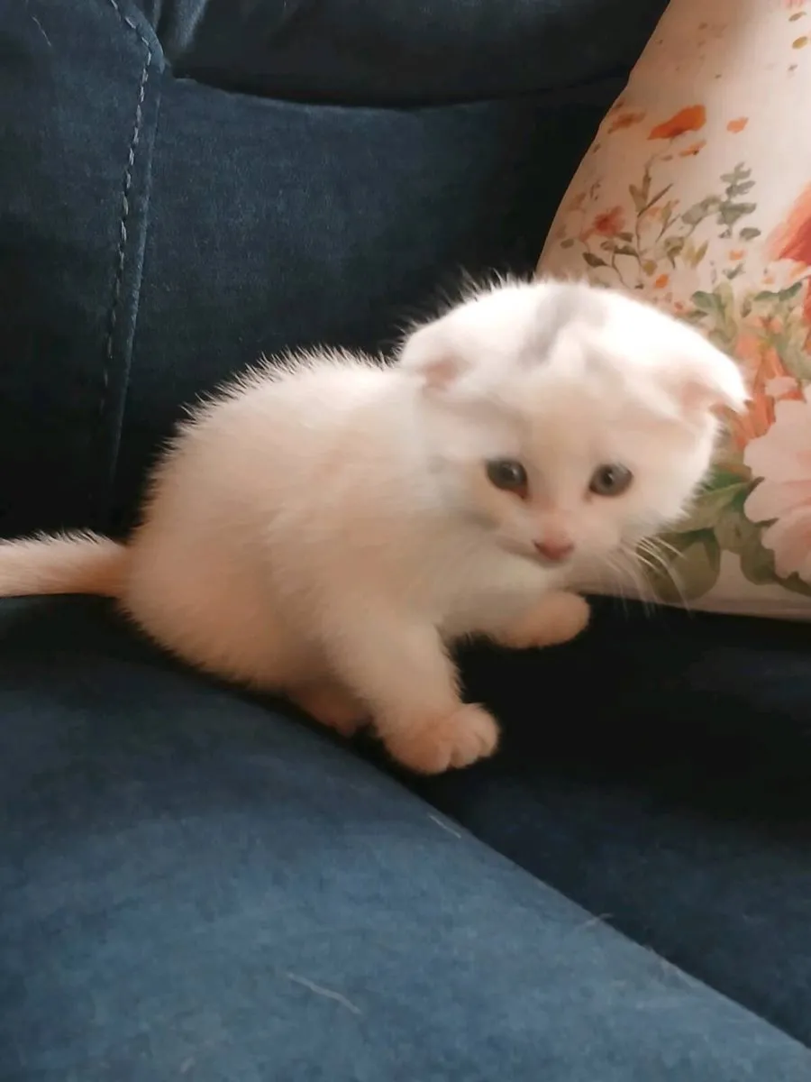 Scottish fold cross ragdoll - Image 4