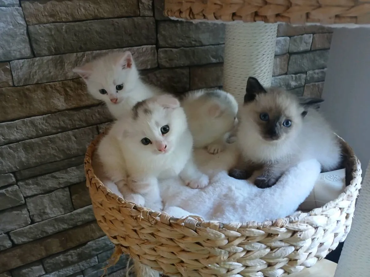 Scottish fold cross ragdoll - Image 1
