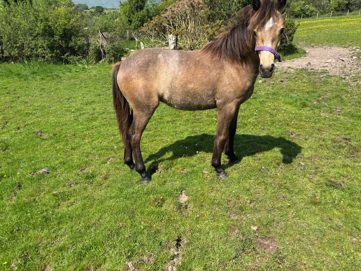 Connemara Ponies - Image 2