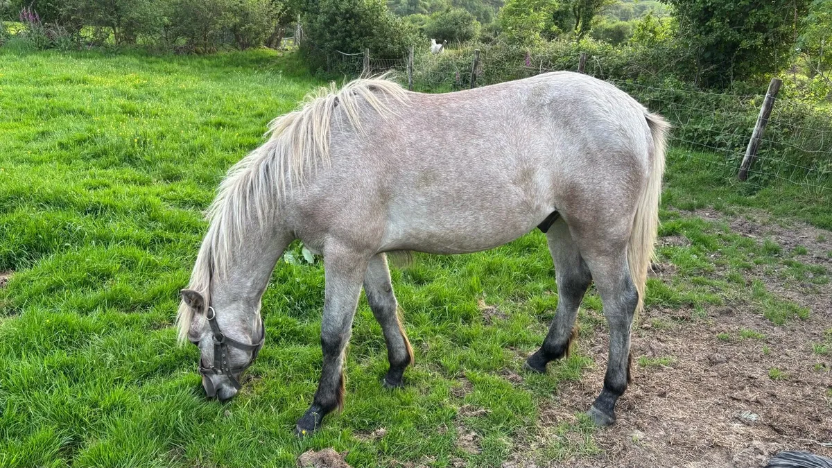 Connemara Ponies - Image 3