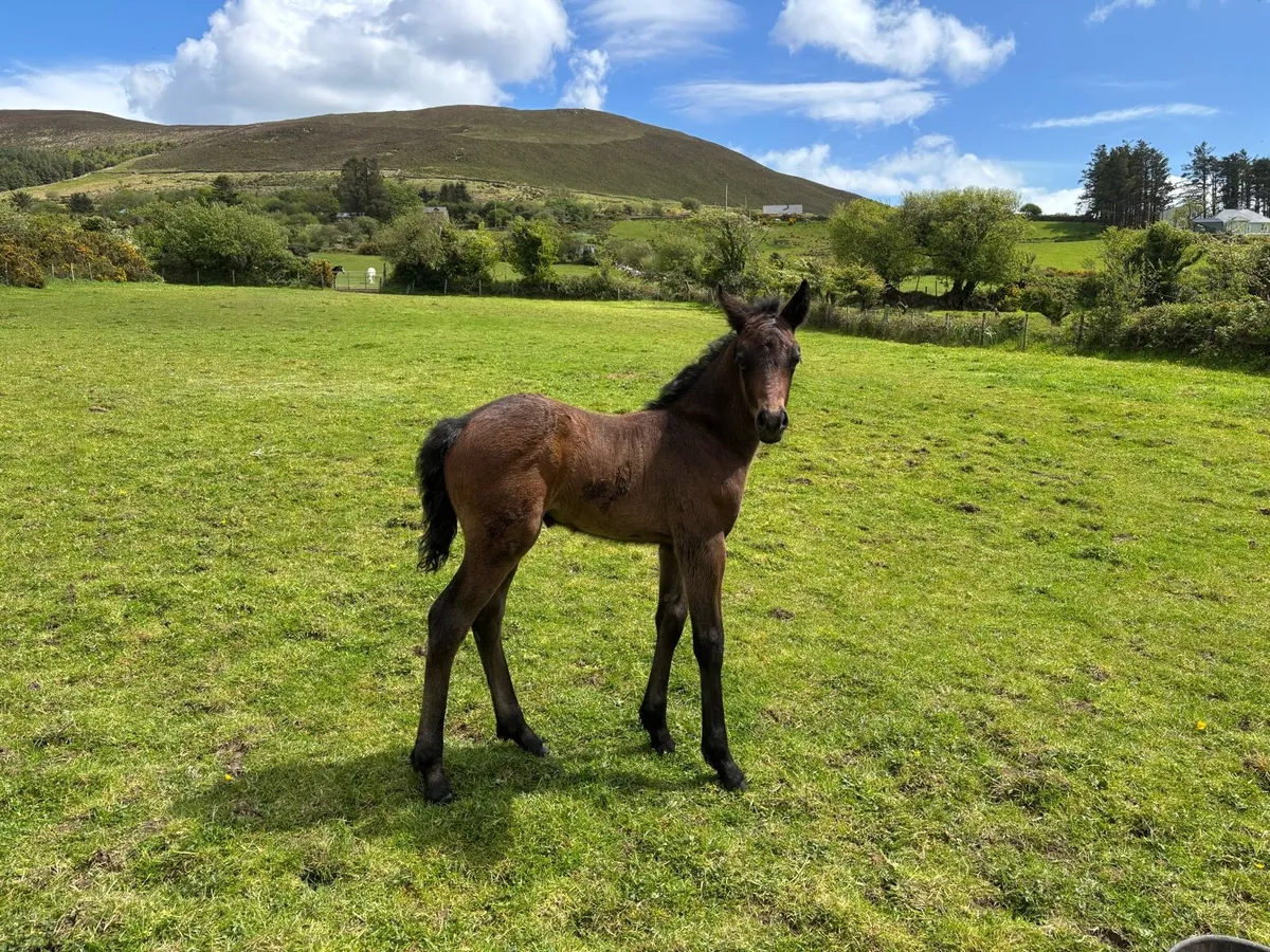 Connemara Ponies - Image 4