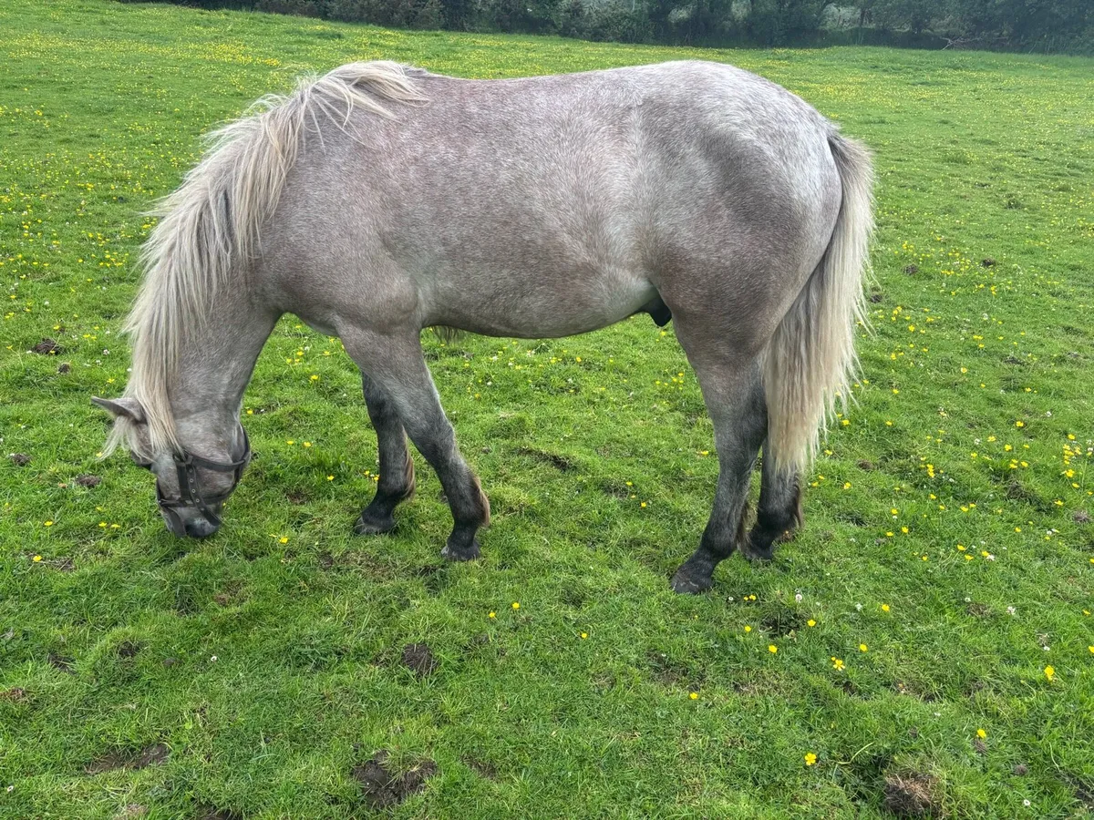 Connemara Ponies - Image 4