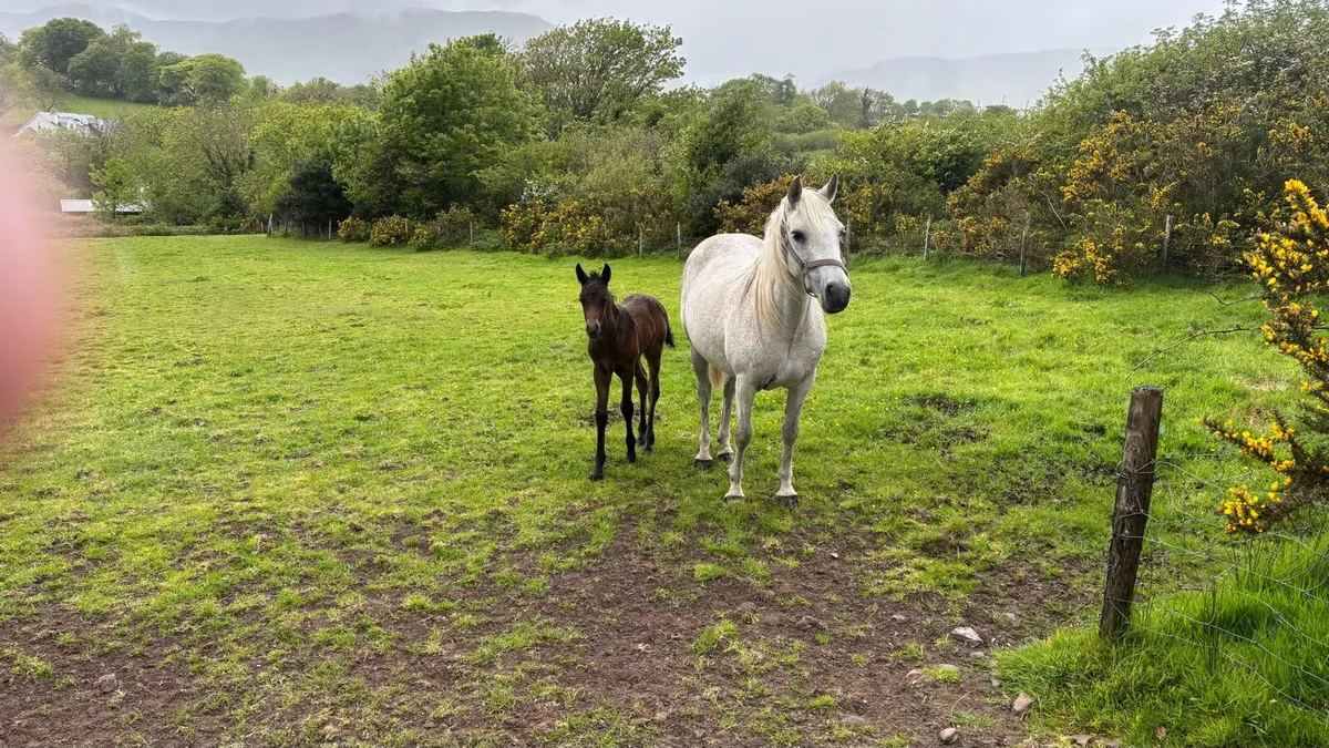 Connemara Ponies - Image 3
