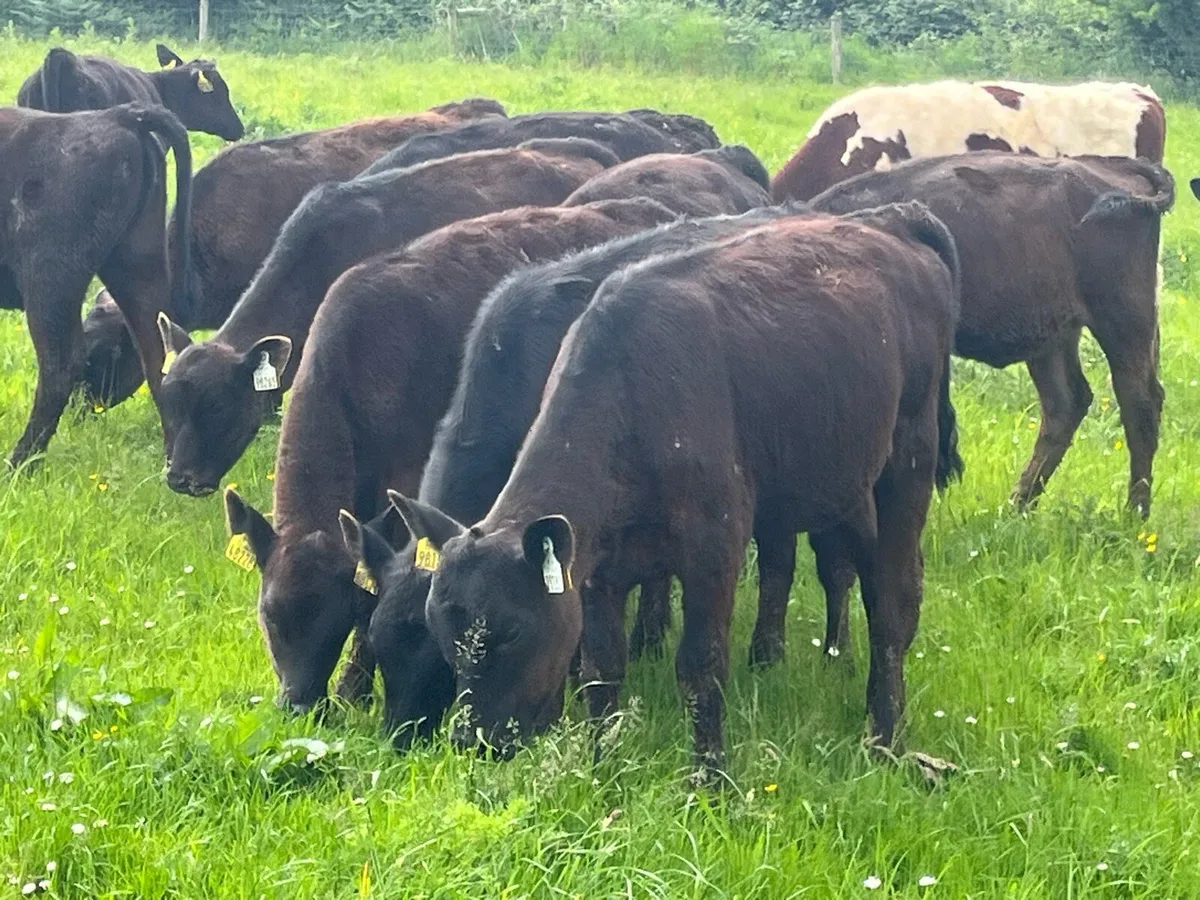 30 ANGUS HEIFERS - Image 1