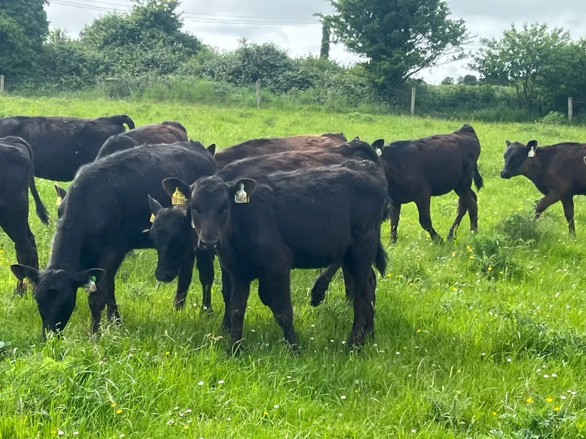 30 ANGUS HEIFERS - Image 2