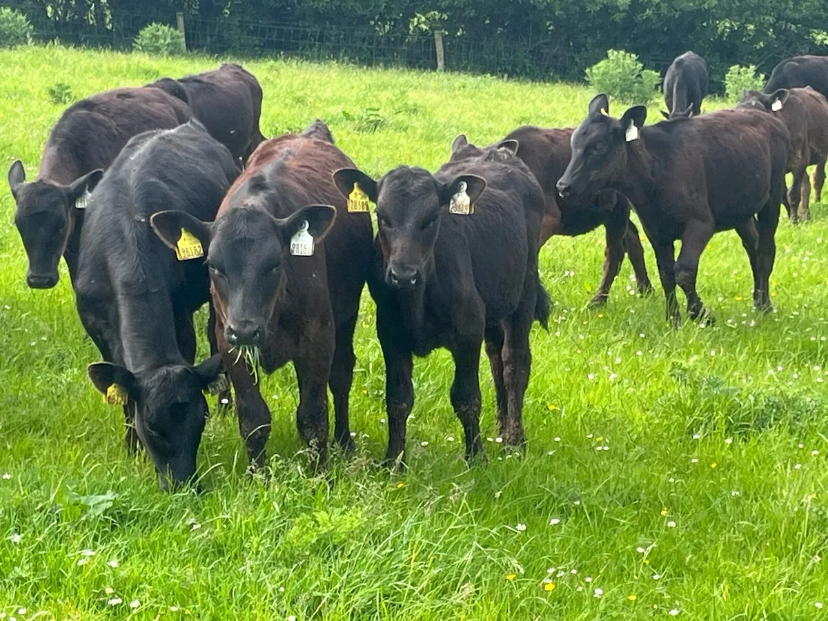 30 ANGUS HEIFERS - Image 3