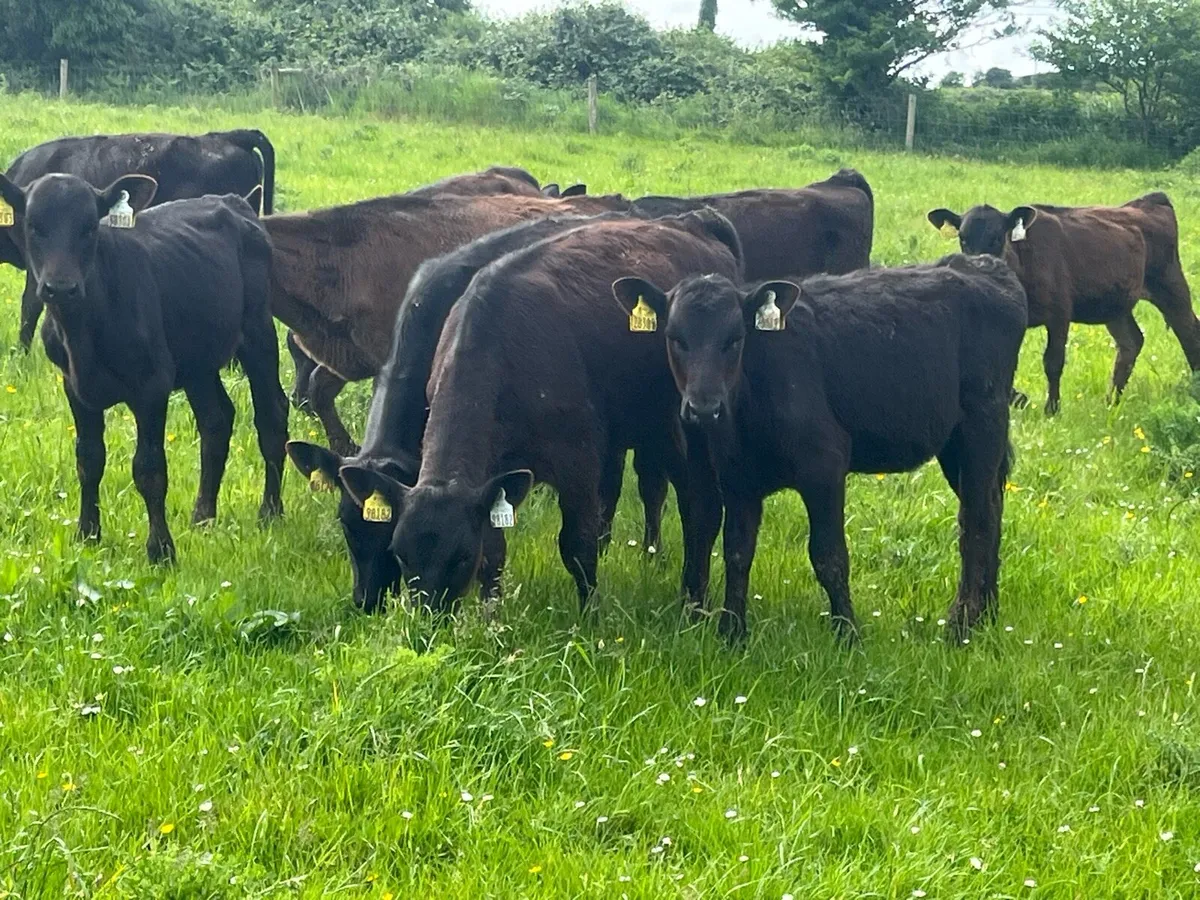 30 ANGUS HEIFERS - Image 4