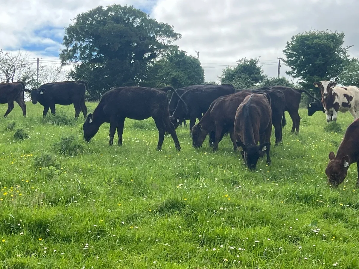 15 ANGUS HEIFERS - Image 4