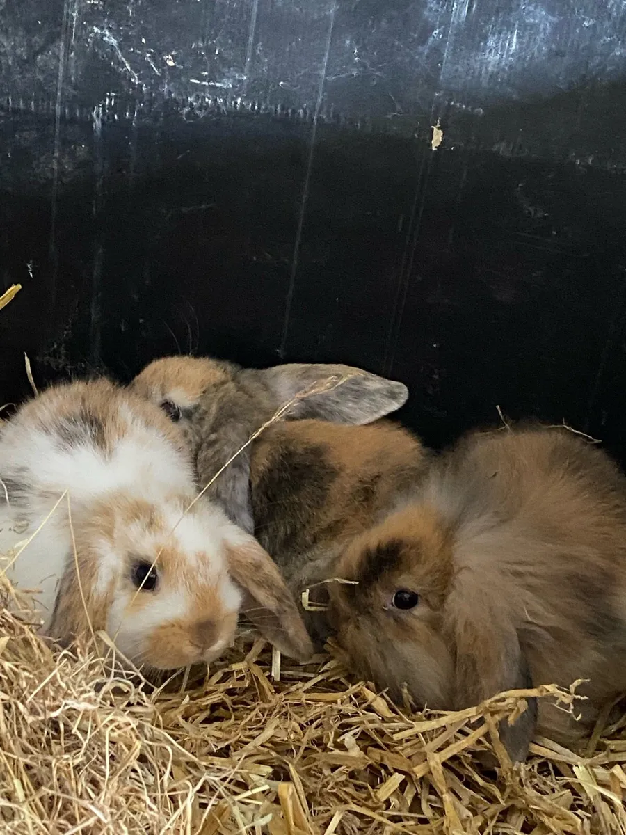 Lop ear rabbits - Image 1