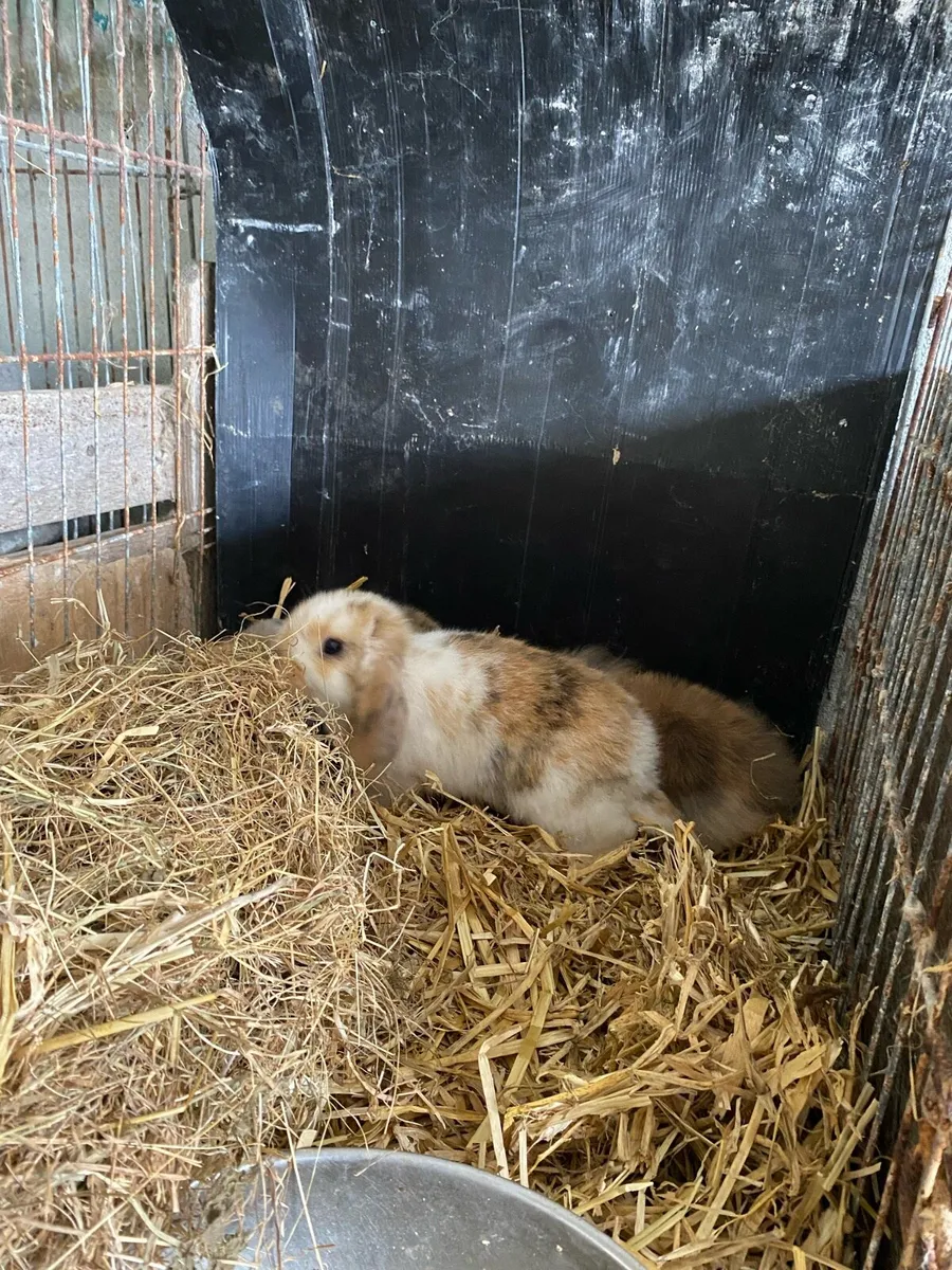 Lop ear rabbits - Image 2