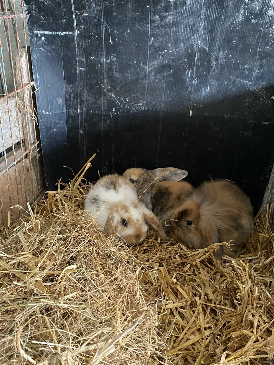 Lop ear rabbits - Image 3