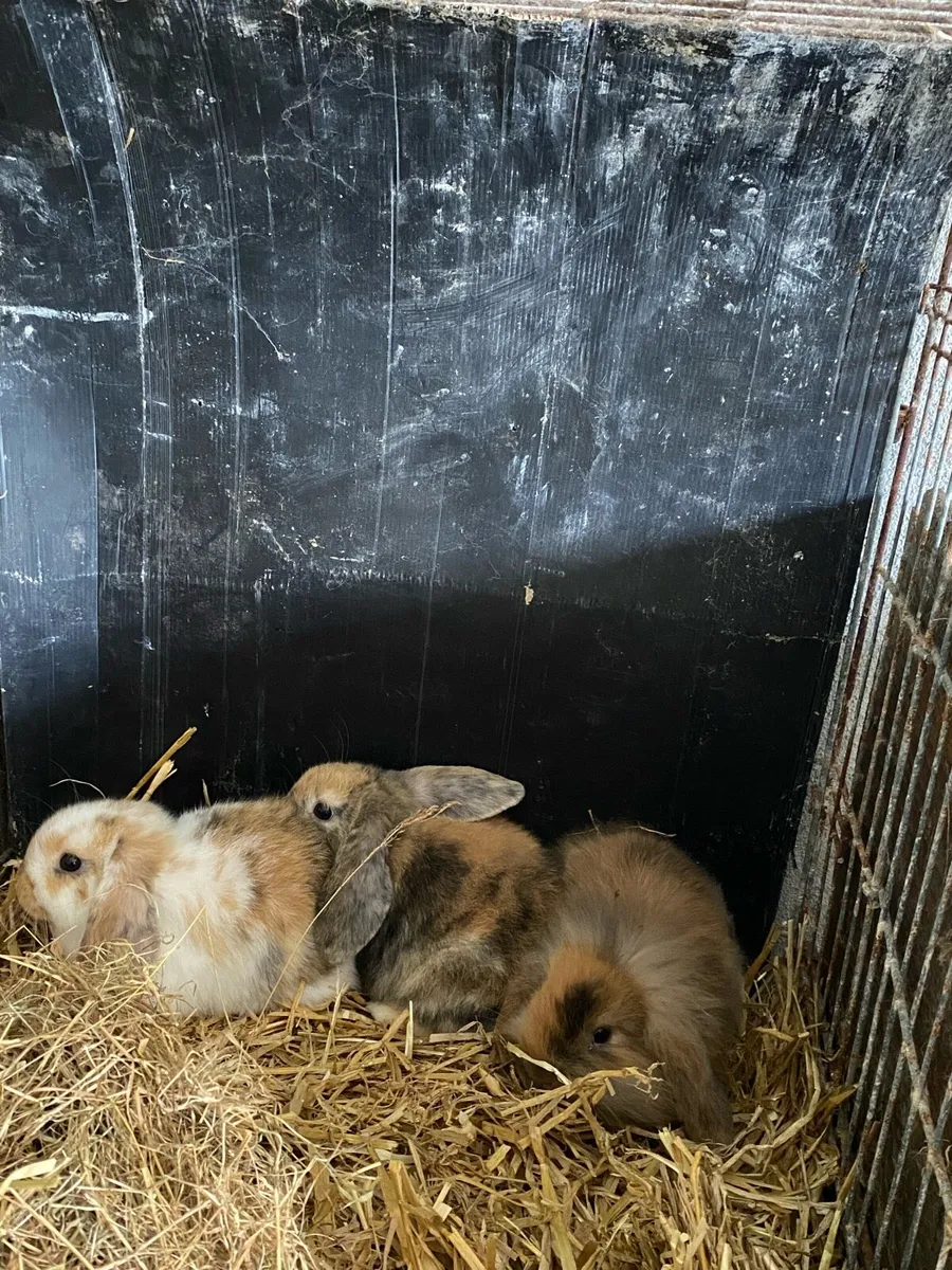 Lop ear rabbits - Image 4