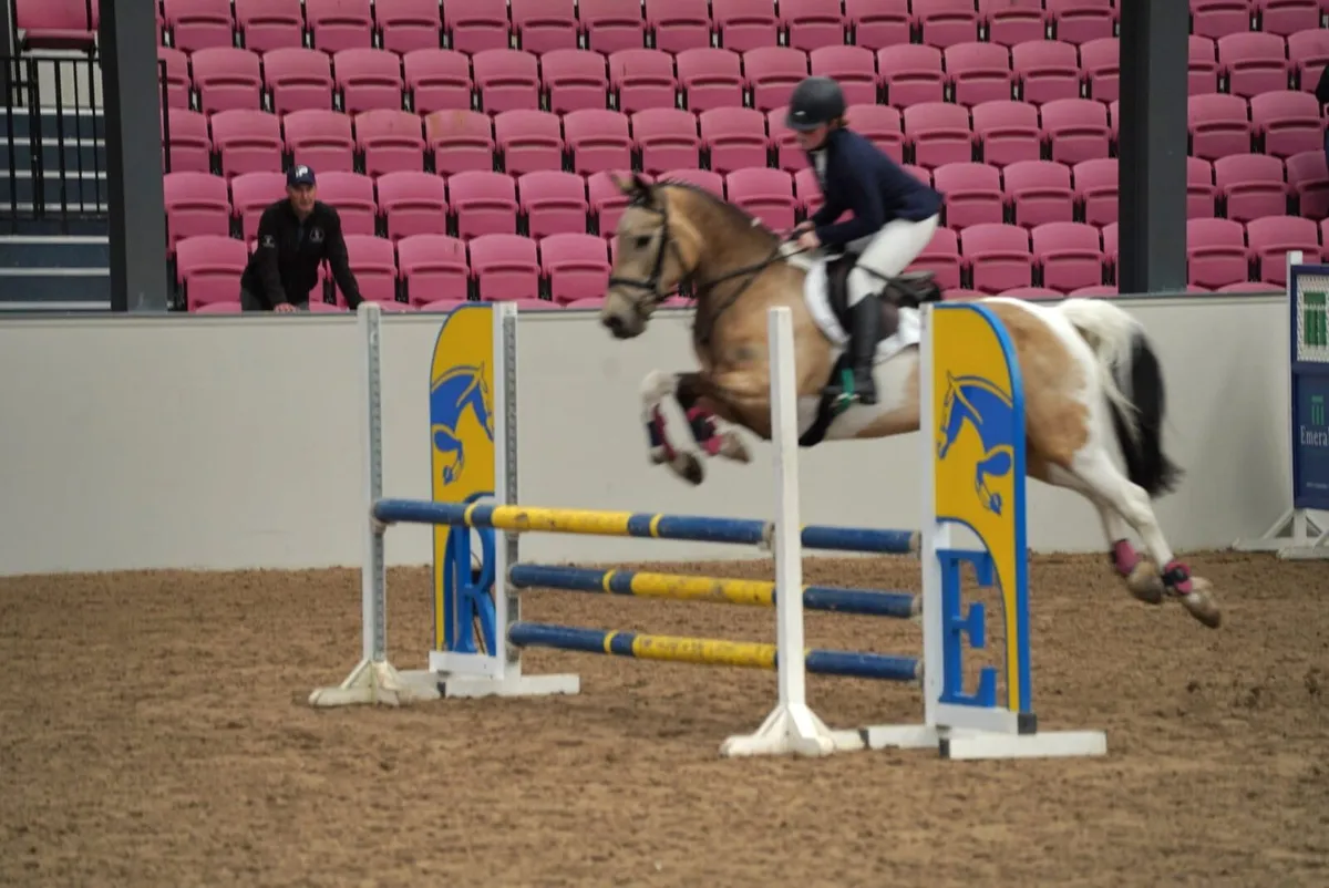 15hh mare - Image 2