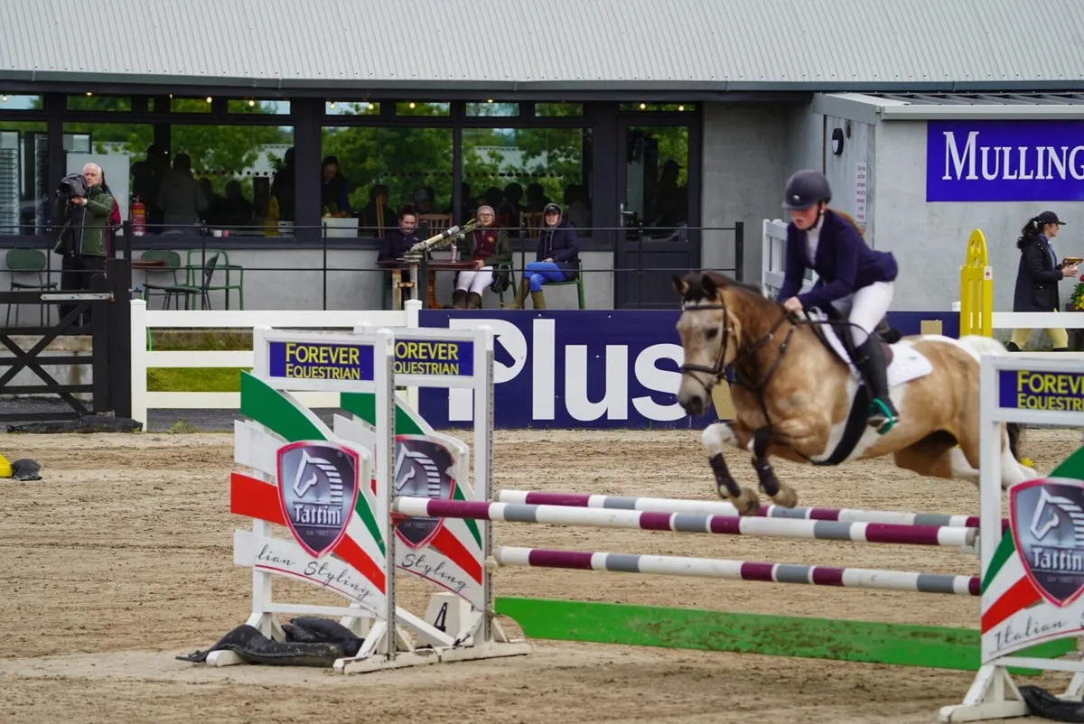 15hh mare - Image 3