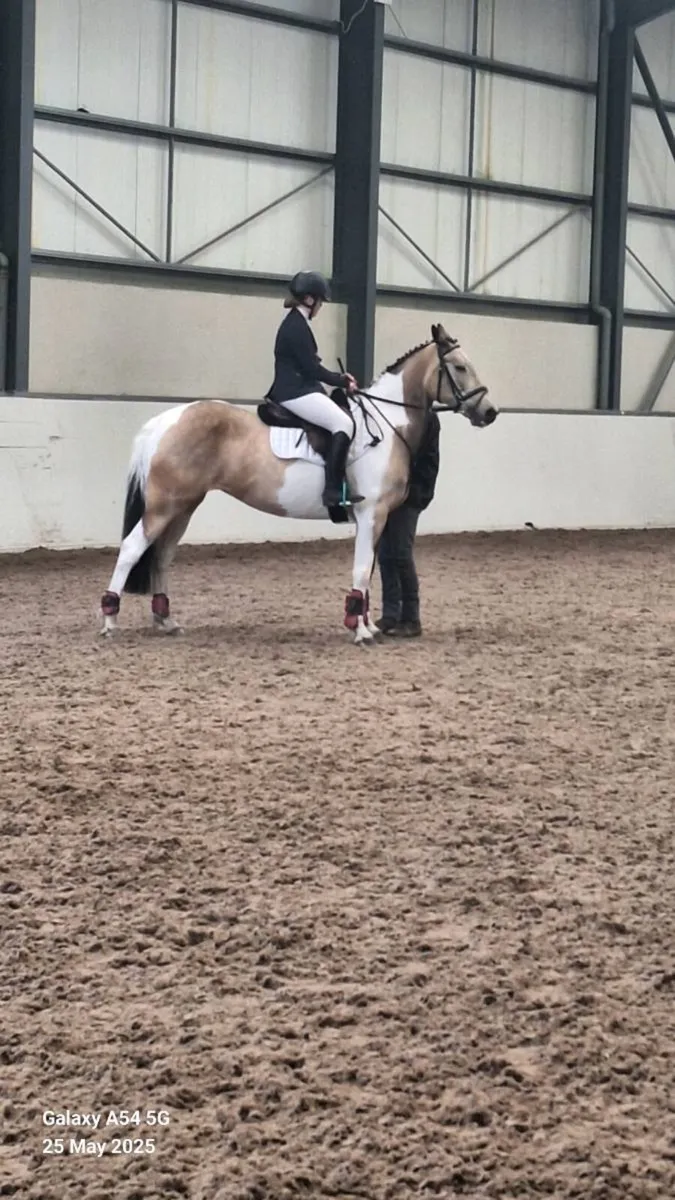 15hh mare - Image 4