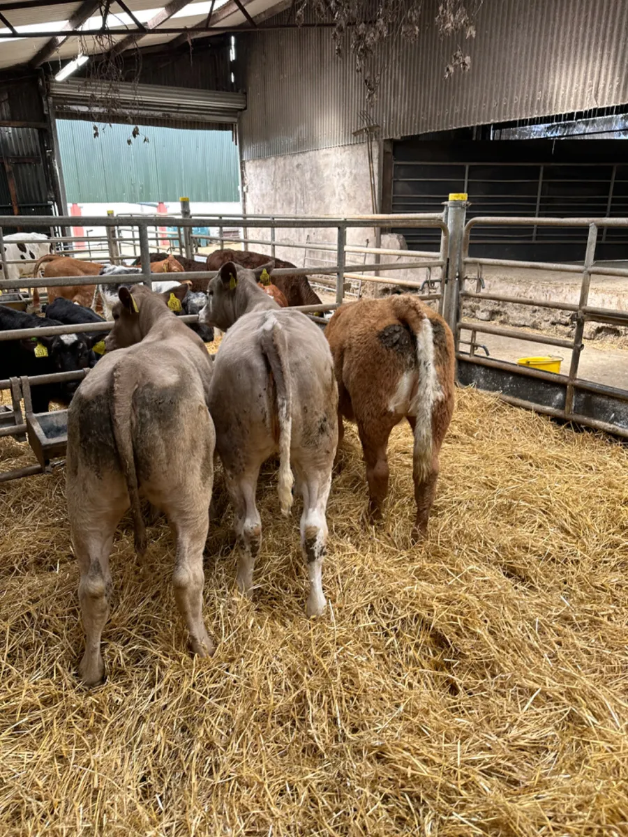 Charolais heifers - Image 3