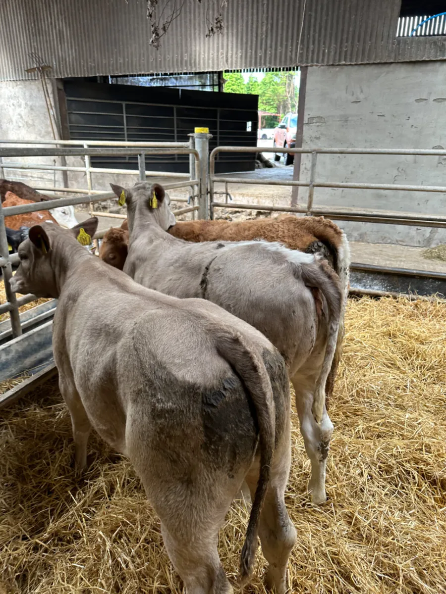 Charolais heifers - Image 4