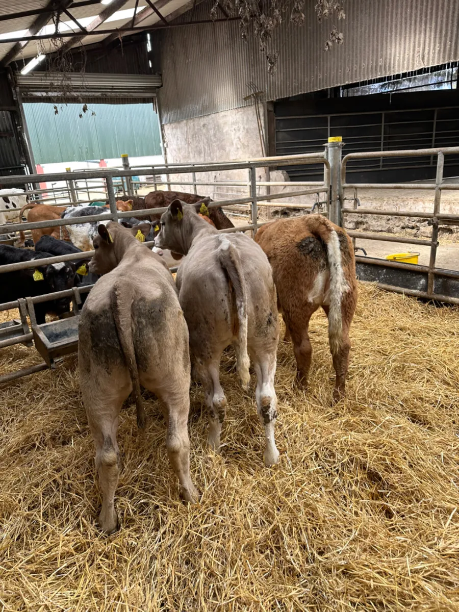 Charolais heifers - Image 1