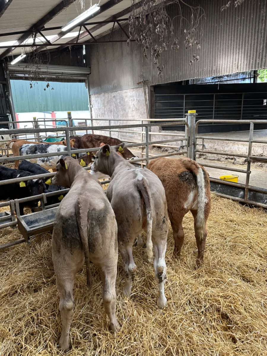Charolais heifers - Image 2