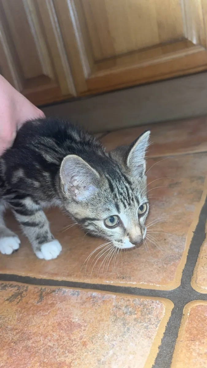 Kitten - Image 1
