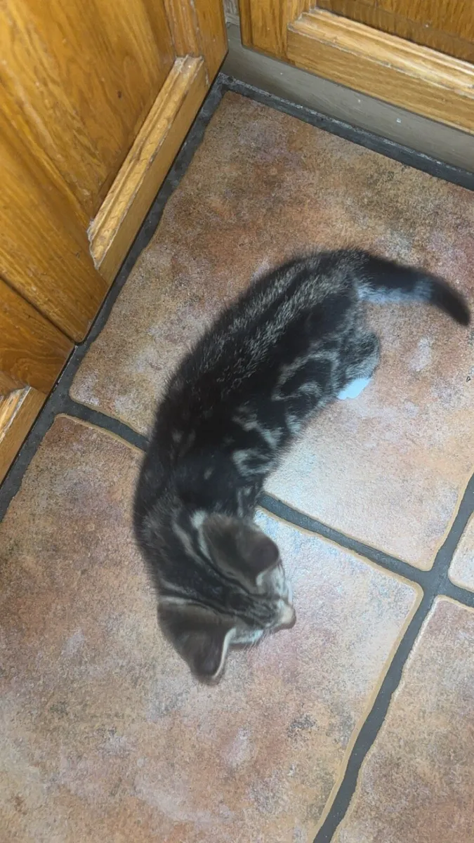 Kitten - Image 2