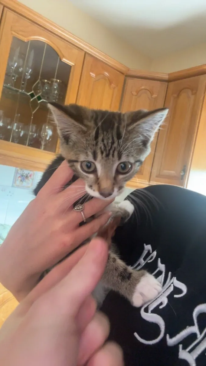 Kitten - Image 3