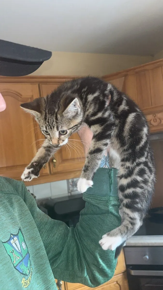 Kitten - Image 4